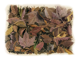 Illustration of Autumn Leaves (#4328)
