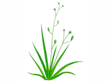 Illustration of Awlwort (Subularis aquatica) (#0962)