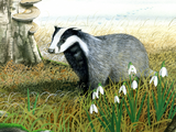 Illustration of Badger (Meles meles) (#0152)