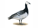 Illustration of Barnicle goose (Branta leucopsis) (#4552)