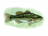 Illustration of Bass (large-mouthed black) Micropterus salmoides (#0060)