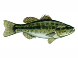 Illustration of Bass (large-mouthed black) Micropterus salmoides (#2701)