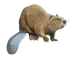 Illustration of Beaver (Eurasian) Castor fiber (#3183)