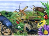 Illustration of Beetles Poster (#1661)