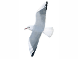 Illustration of Black-headed gull (Chroicocephalus ridibundus) (#1074)