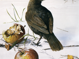 Illustration of Blackbird female (Turdus merula) (#0141)