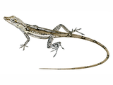 Illustration of Blue Throated Anole female (Anolis conspersus). (#4529)