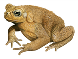 Cane Toad (Rhinella marina) (#4521)
