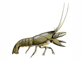 Illustration of Crayfish (Austropotamobius pallipes) (#1436)