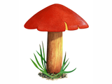 Illustration of Crimson waxcap (Hygrocybe punicea) (#4741)