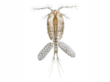 Illustration of Cyclops Water Flea (Megacyclops viridis) (#4417)