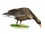 Illustration of Greylag Goose (Anser aser) (#3670)