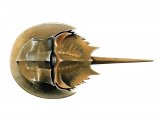 Illustration of Crab (Horseshoe) Limulus polyphemus (#0645)