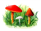 Hygrocybe sp. (Waxcap) (#3063)