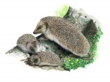 Illustration of Hedgehog (Erinaceus europaeus) (#2329)