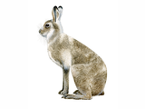 Illustration of Mountain Hare (Lepus timidus) (#3265)